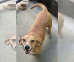 Small Beagle Mix