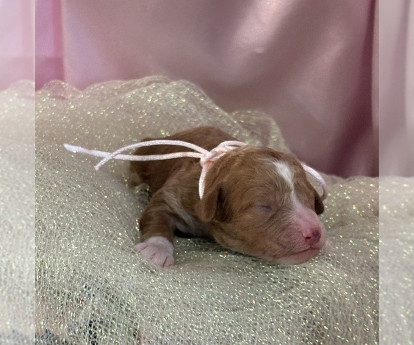 Medium Photo #4 Goldendoodle (Miniature) Puppy For Sale in SAINT MARYS, KS, USA