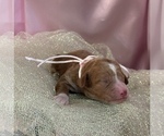 Small #3 Goldendoodle (Miniature)