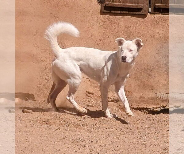 Medium Photo #1 Australian Shepherd-Red Heeler Mix Puppy For Sale in Pena Blanca, NM, USA