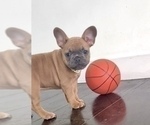 Small #1 French Bulldog