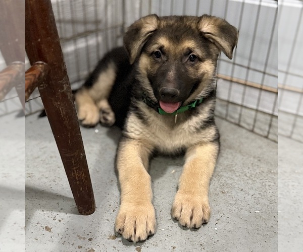 Medium Photo #44 German Shepherd Dog Puppy For Sale in BRIGHTON, CO, USA