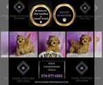 Small Photo #10 Goldendoodle (Miniature) Puppy For Sale in WARSAW, IN, USA