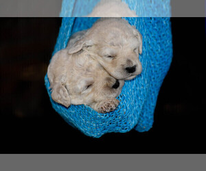 Goldendoodle Puppy for sale in FLORA, IL, USA