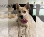 Small Photo #149 Pomsky Puppy For Sale in LOVELAND, CO, USA