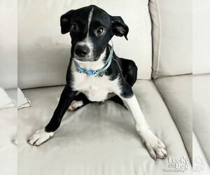 Mutt Dogs for adoption in Washington, DC, USA
