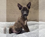 Small #5 Australian Shepherd Mix