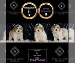 Small #5 Maltipoo