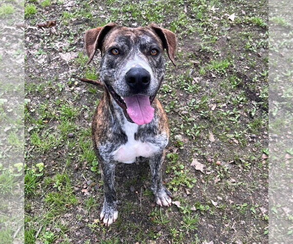 Medium Photo #1 Mutt Puppy For Sale in Yardley, PA, USA