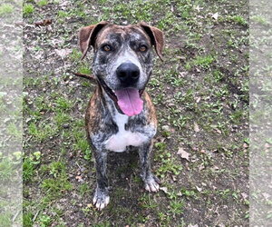 Mutt Dogs for adoption in Yardley, PA, USA