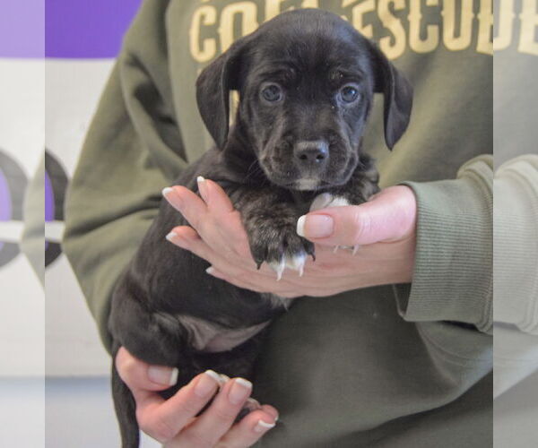 Medium Photo #3 Beagle-Unknown Mix Puppy For Sale in Huntley, IL, USA