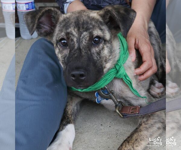 Medium Photo #4 Mutt Puppy For Sale in Washington, DC, USA