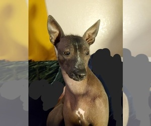 Mother of the Xoloitzcuintli (Mexican Hairless) puppies born on 07/03/2022