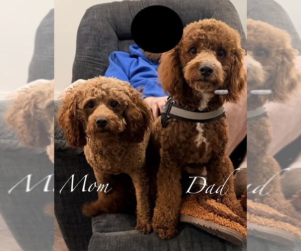 Medium Photo #6 Goldendoodle (Miniature) Puppy For Sale in HAMILTON, AL, USA