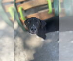 Small #2 Border Collie Mix