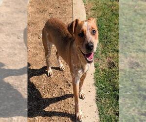 Mutt Dogs for adoption in Plano, TX, USA