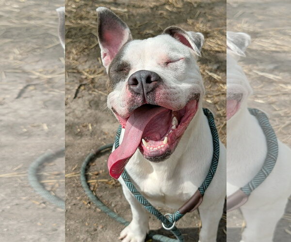 Medium Photo #12 Mutt Puppy For Sale in Crete, IL, USA
