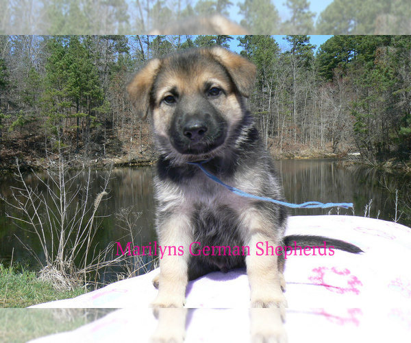Medium Photo #3 German Shepherd Dog Puppy For Sale in PIEDMONT, MO, USA