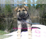 Small #2 German Shepherd Dog