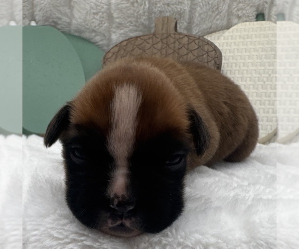 Medium Photo #8 Boxer Puppy For Sale in PAWNEE CITY, NE, USA