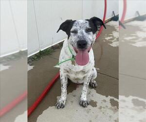 Mutt Dogs for adoption in Mobile, AL, USA