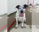 OREO - Male Mutt Dog for Adoption - Small photo