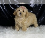 Small #4 Maltipoo
