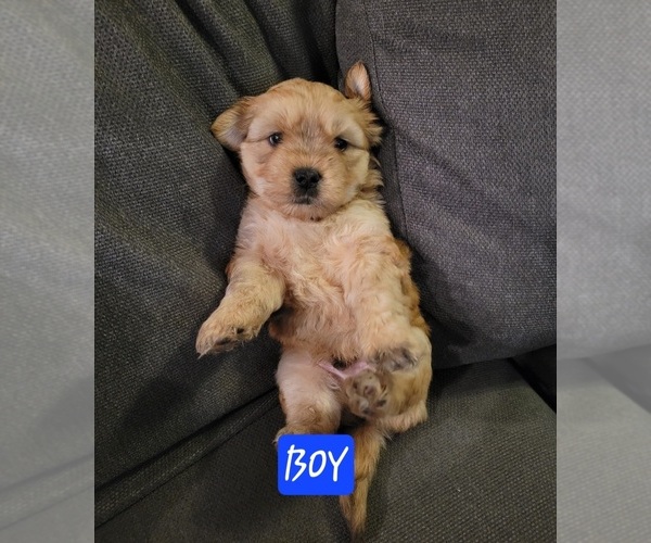 Medium Photo #14 Auss-Tzu Puppy For Sale in SAN ANTONIO, TX, USA