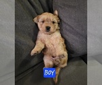 Small #13 Auss-Tzu