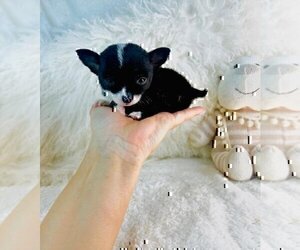 Chihuahua Puppy for sale in TAMPA, FL, USA