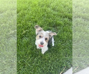 Yorkshire Terrier Puppy for sale in GASTON, OR, USA