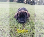 Puppy Sadie Doberman Pinscher-Mastiff Mix