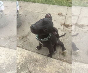 American Pit Bull Terrier-Labrador Retriever Mix Dogs for adoption in Holly Springs, NC, USA