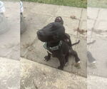 Small American Pit Bull Terrier-Labrador Retriever Mix