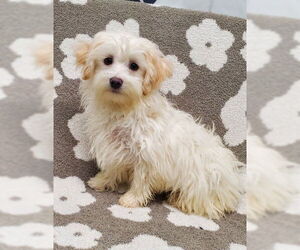 Maltese Dogs for adoption in Lake City, MI, USA