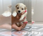 Small Photo #4 Maltipoo Puppy For Sale in MOREHEAD, KY, USA