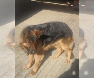 Father of the German Shepherd Dog puppies born on 03/02/2026