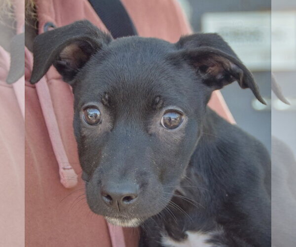 Medium Photo #5 American Staffordshire Terrier-Unknown Mix Puppy For Sale in Huntley, IL, USA