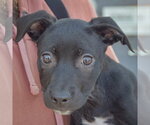 Small #4 American Staffordshire Terrier Mix