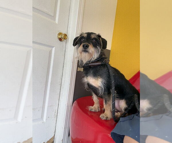 Medium Photo #5 Mutt Puppy For Sale in Studio City, CA, USA