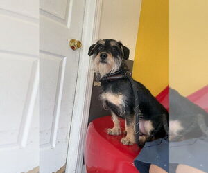 Makoa #0797 - Male Mutt Dog for Adoption - Photo #5