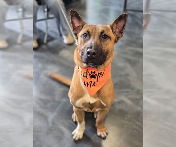 Medium Photo #3 Mutt Puppy For Sale in Minneapolis, MN, USA