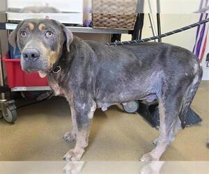 Rottweiler-Unknown Mix Dogs for adoption in San Antonio, TX, USA