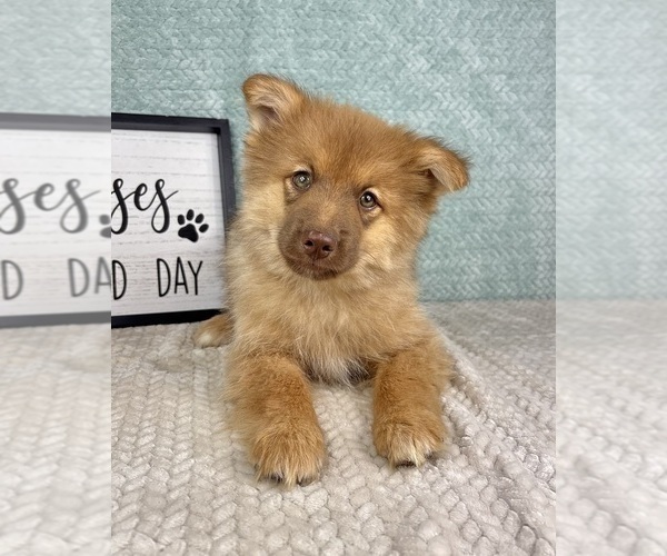 Medium Photo #1 Pomsky Puppy For Sale in FRANKLIN, IN, USA