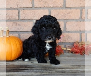 Miniature Labradoodle Puppy for sale in MILLERSBURG, OH, USA