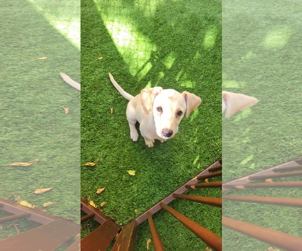 Medium Photo #2 Labrador Retriever-Unknown Mix Puppy For Sale in Pompano Beach , FL, USA