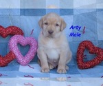Puppy Arty Labrador Retriever