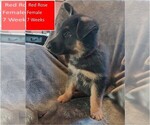 Small #4 German Shepherd Dog