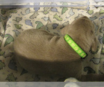 Small Photo #39 Weimaraner Puppy For Sale in LAS ANIMAS, CO, USA