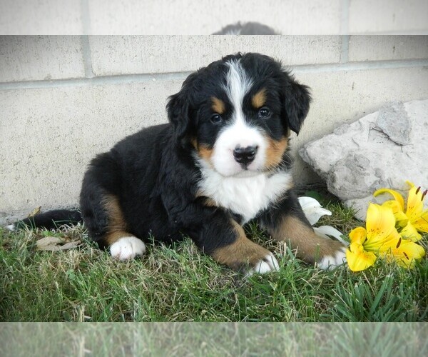 Medium Photo #3 Bernese Mountain Dog Puppy For Sale in CLARE, MI, USA